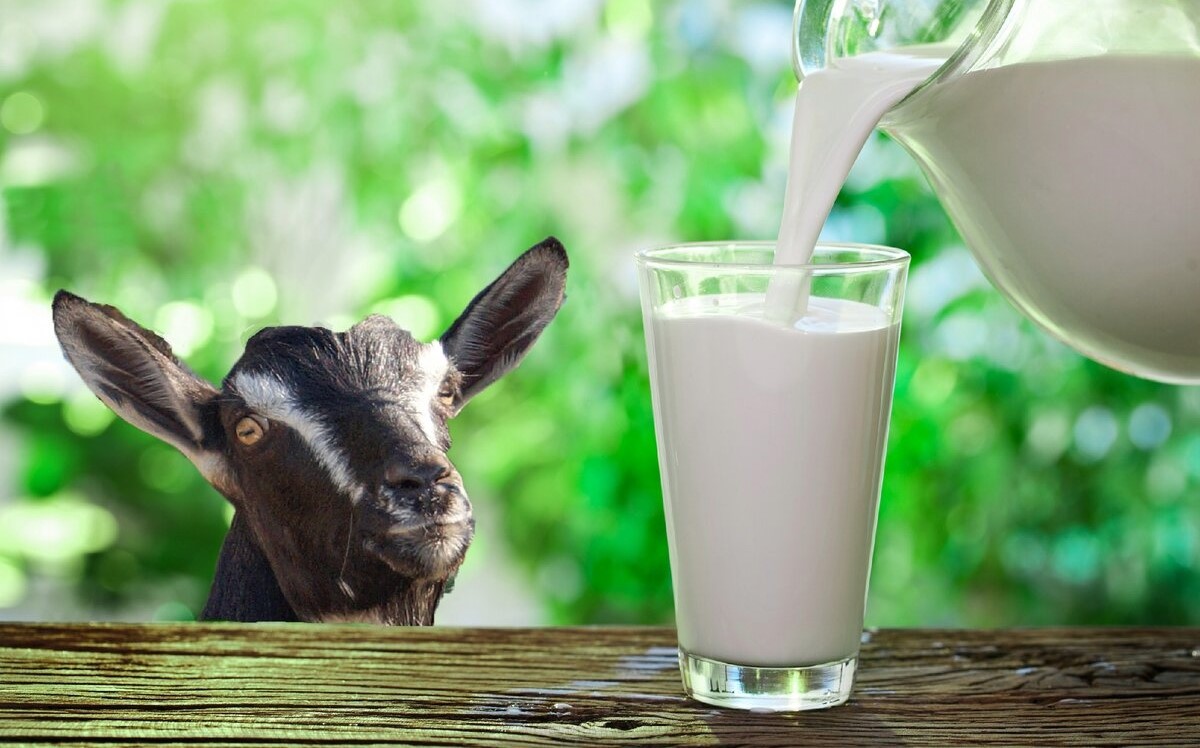 Learn about goat's milk, an easier-to-digest, higher-nutrient substitute for cow's milk. Discover its advantages and try our range
