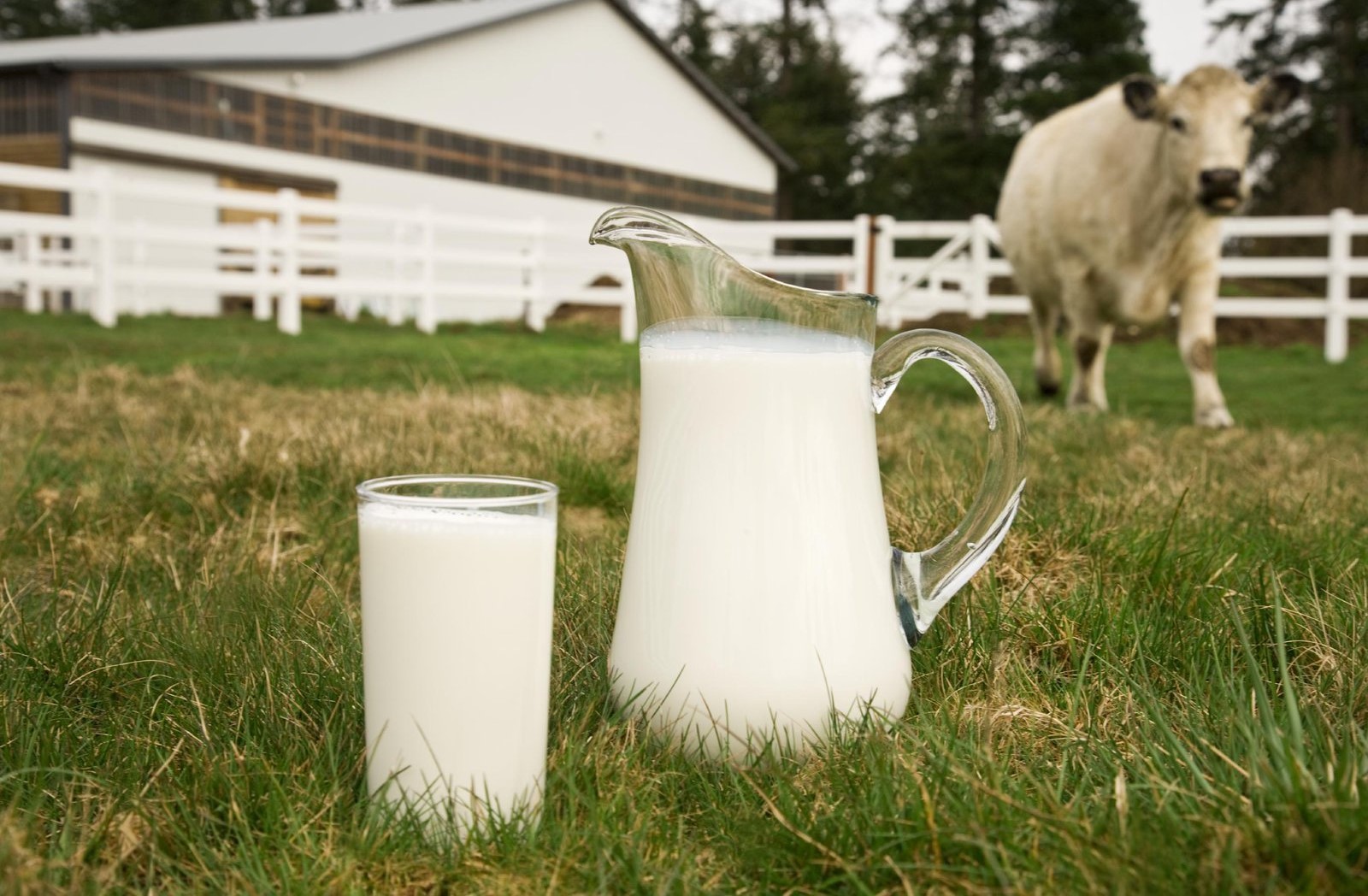 Discover the nutritional benefits of cow's milk, packed with protein, calcium, and vitamin D. Learn more to make an informed choice for your health