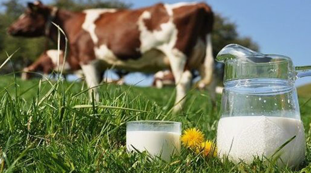 Glass of lactose-free cow's milk in Kuwait, a dairy option for those with lactose intolerance